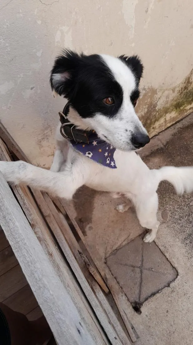Cachorro raça SRD-ViraLata idade 2 a 6 meses nome Bethouven 