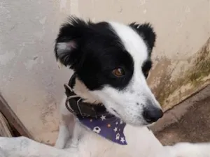 Cachorro raça SRD-ViraLata idade 2 a 6 meses nome Bethouven 