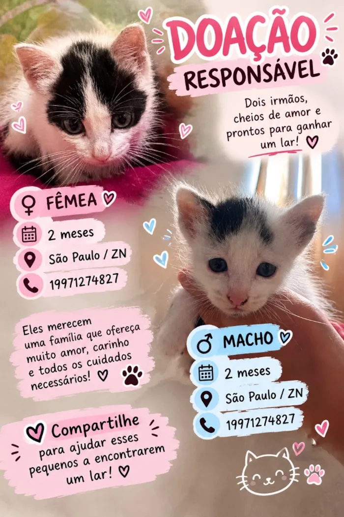 Gato raça SRD-ViraLata idade 2 a 6 meses nome Zaya e Pandinha