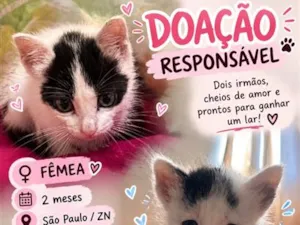 Gato raça SRD-ViraLata idade 2 a 6 meses nome Zaya e Pandinha