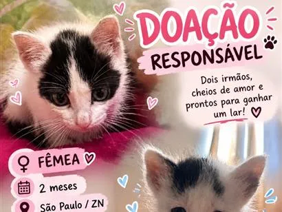 Gato raça SRD-ViraLata idade 2 a 6 meses nome Zaya e Pandinha