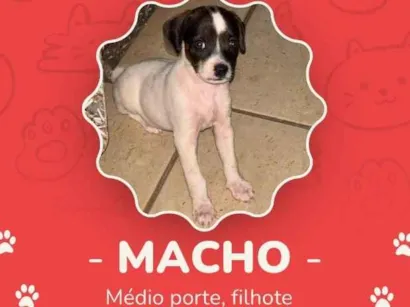 Cachorro raça SRD-ViraLata idade 2 a 6 meses nome Pitoco