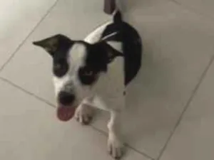 Cachorro raça SRD-ViraLata idade 7 a 11 meses nome Meg