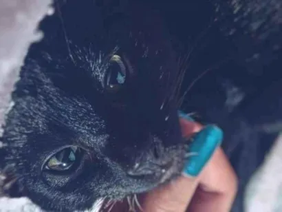 Gato raça SRD-ViraLata idade 1 ano nome Chico