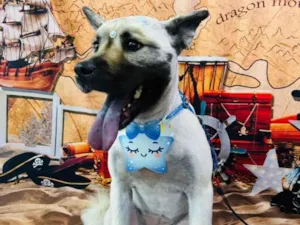 Cachorro raça Pit-Bull idade 4 anos nome Pandora