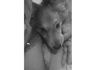 Cachorro raça SRD-ViraLata idade 7 a 11 meses nome Amora