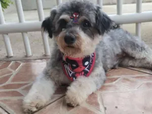 Cachorro raça SRD-ViraLata idade 3 anos nome Benjamim