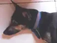 negão 
