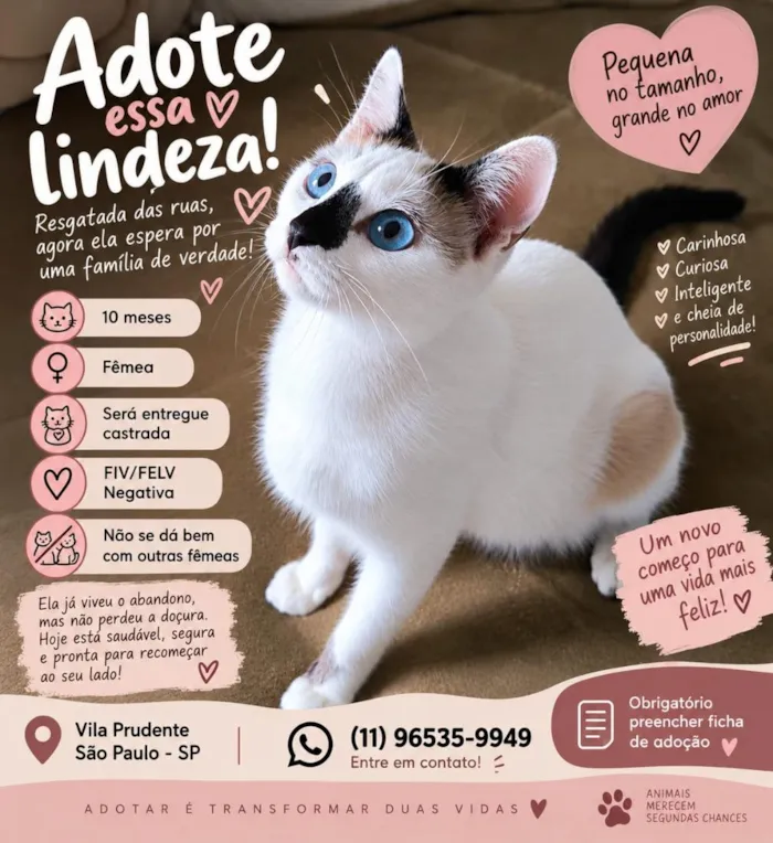 Gato raça SRD-ViraLata idade 7 a 11 meses nome Rutinha