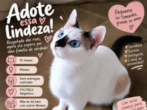 Gato raça SRD-ViraLata idade 7 a 11 meses nome Rutinha