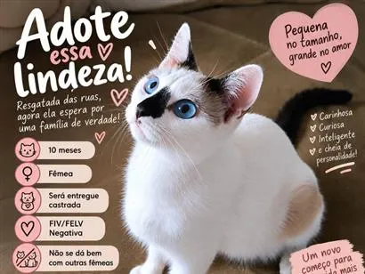 Gato raça SRD-ViraLata idade 7 a 11 meses nome Rutinha