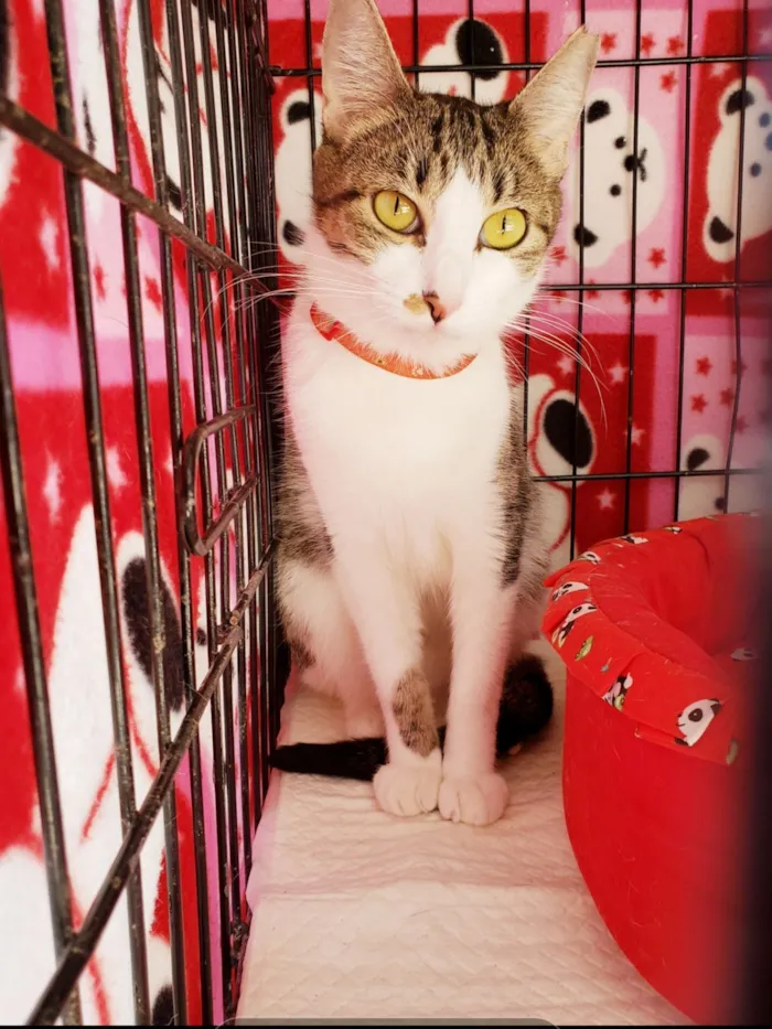 Gato raça SRD-ViraLata idade 1 ano nome Clarice