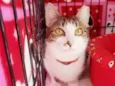 Clarice