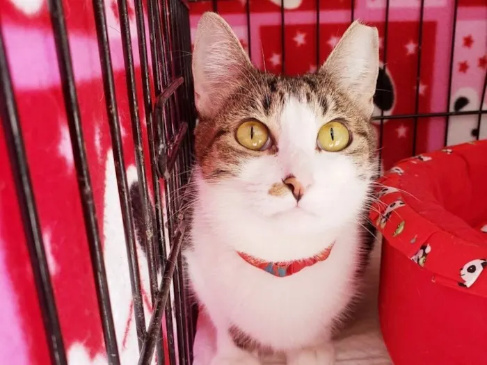 Gato raça SRD-ViraLata idade 1 ano nome Clarice