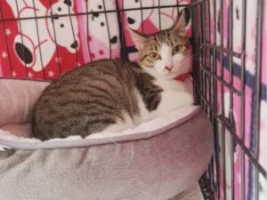 Gato raça SRD-ViraLata idade 1 ano nome Clarice