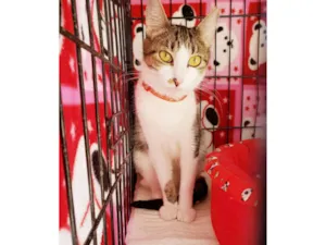 Gato raça SRD-ViraLata idade 1 ano nome Clarice