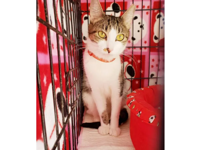 Gato raça SRD-ViraLata idade 1 ano nome Clarice