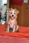 Lua/Bella/BoBy/Simba