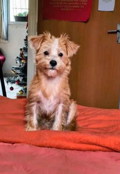 Cachorro raça Shitzu idade 2 a 6 meses nome Lua/Bella/BoBy/Simba
