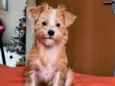 Lua/Bella/BoBy/Simba