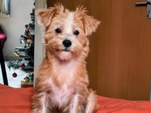 Cachorro raça Shitzu idade 2 a 6 meses nome Lua/Bella/BoBy/Simba
