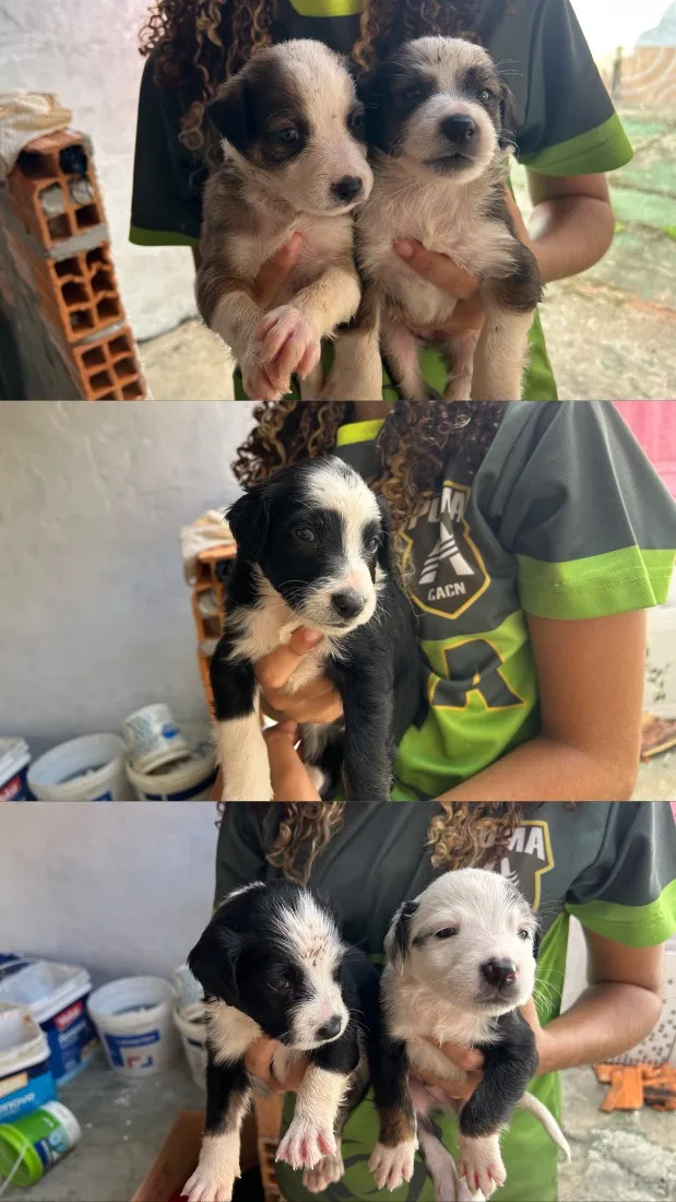 Cachorro raça SRD-ViraLata idade Abaixo de 2 meses nome Eles estão sem nome 