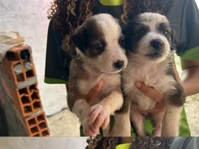 Cachorro raça SRD-ViraLata idade Abaixo de 2 meses nome Eles estão sem nome 