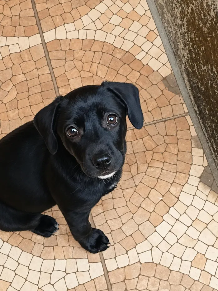Cachorro raça SRD-ViraLata idade 2 a 6 meses nome Amora