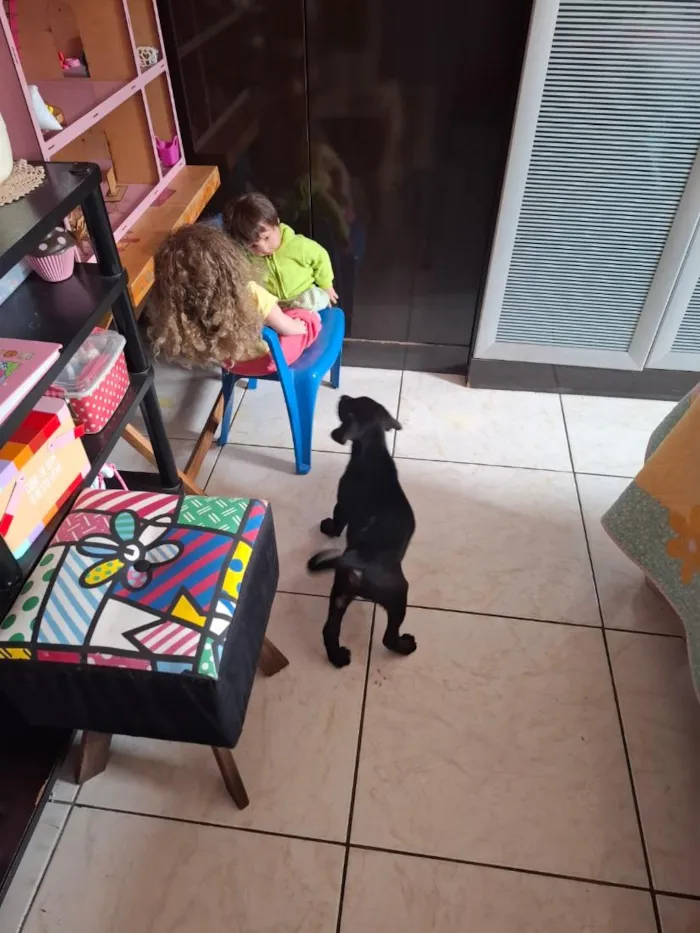 Cachorro raça SRD-ViraLata idade 2 a 6 meses nome Amora