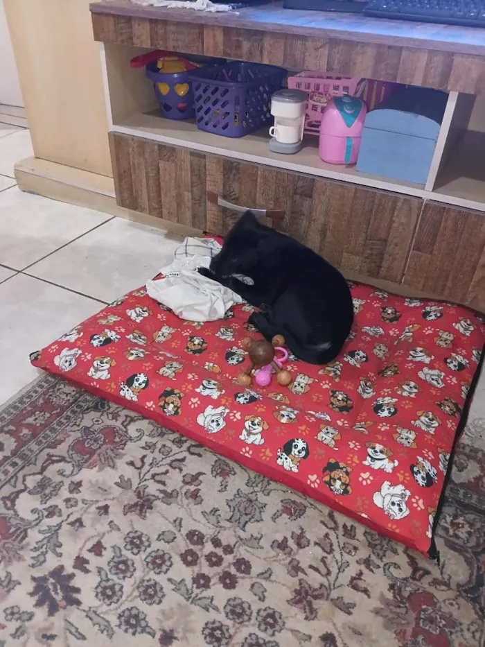 Cachorro raça SRD-ViraLata idade 2 a 6 meses nome Amora