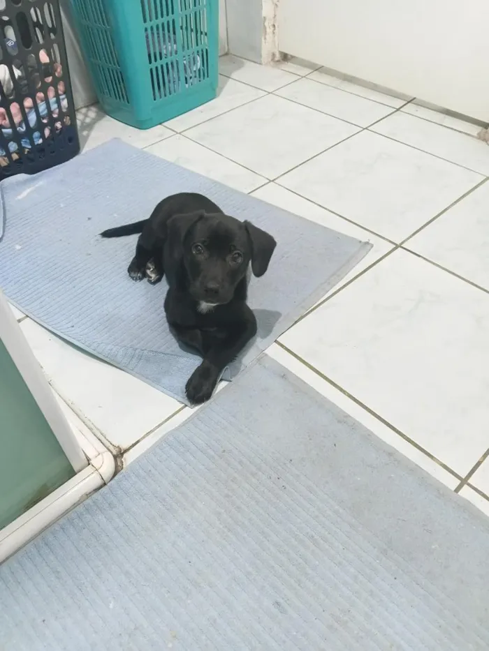Cachorro raça SRD-ViraLata idade 2 a 6 meses nome Amora