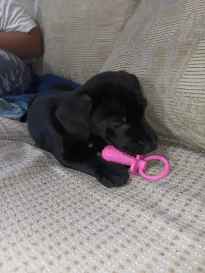 Cachorro raça SRD-ViraLata idade 2 a 6 meses nome Amora