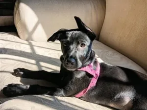 Cachorro raça SRD-ViraLata idade 2 a 6 meses nome Amora