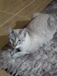 klaus