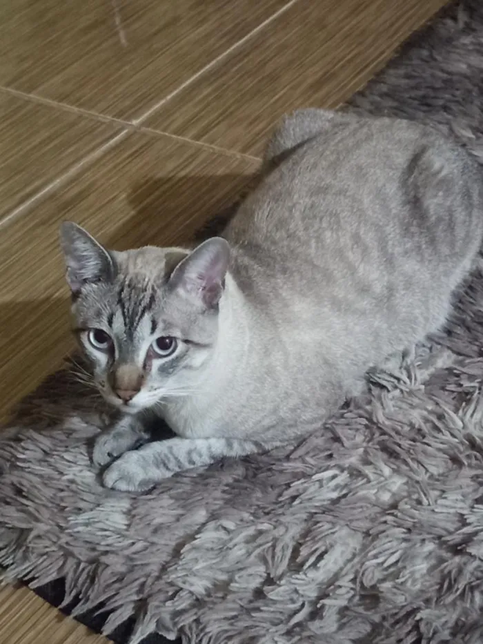 Gato raça SRD-ViraLata idade 1 ano nome klaus