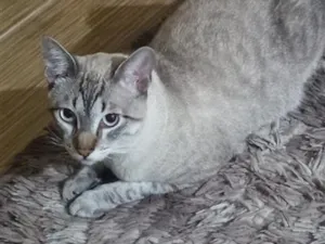 Gato raça SRD-ViraLata idade 1 ano nome klaus