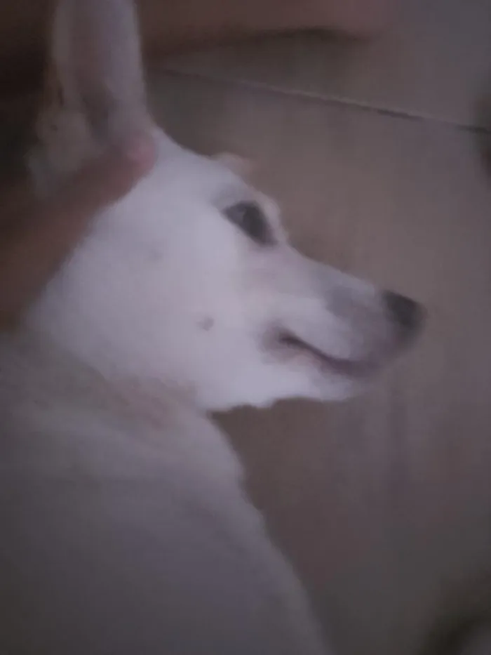 Cachorro raça SRD-ViraLata idade 7 a 11 meses nome Luke 