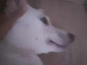 Cachorro raça SRD-ViraLata idade 7 a 11 meses nome Luke 