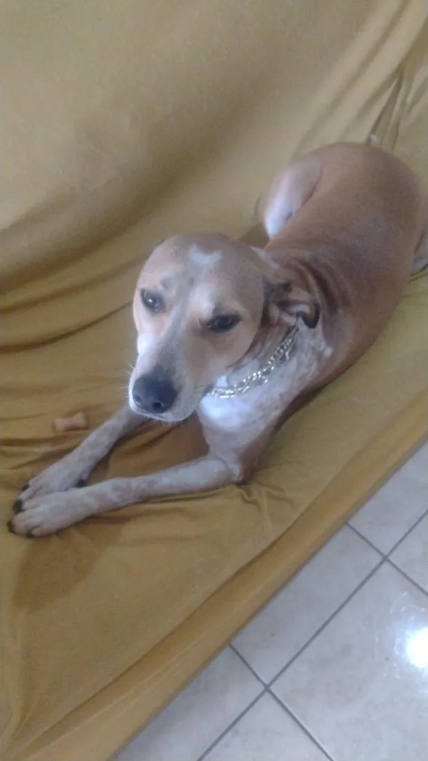 Cachorro raça SRD-ViraLata idade 2 a 6 meses nome Luna