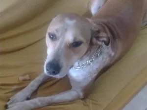 Cachorro raça SRD-ViraLata idade 2 a 6 meses nome Luna