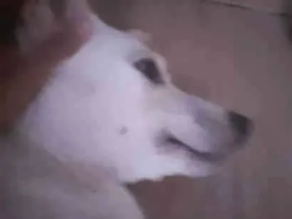 Cachorro raça SRD-ViraLata idade 7 a 11 meses nome Luke 