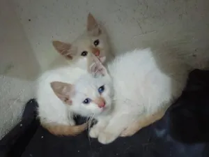 Gato raça SRD-ViraLata idade 2 a 6 meses nome sem nome 