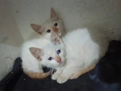 Gato raça SRD-ViraLata idade 2 a 6 meses nome sem nome 