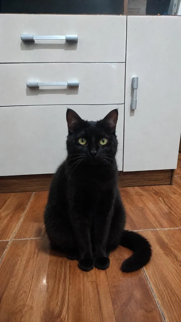 Gato raça SRD-ViraLata idade 4 anos nome Banguela 