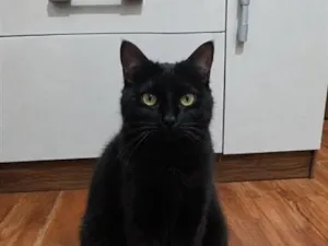 Gato raça SRD-ViraLata idade 4 anos nome Banguela 