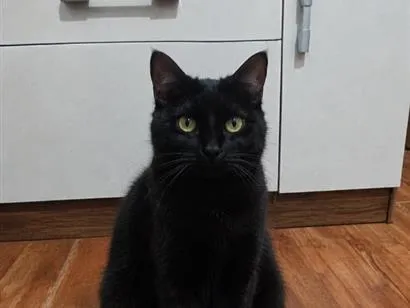 Gato raça SRD-ViraLata idade 4 anos nome Banguela 