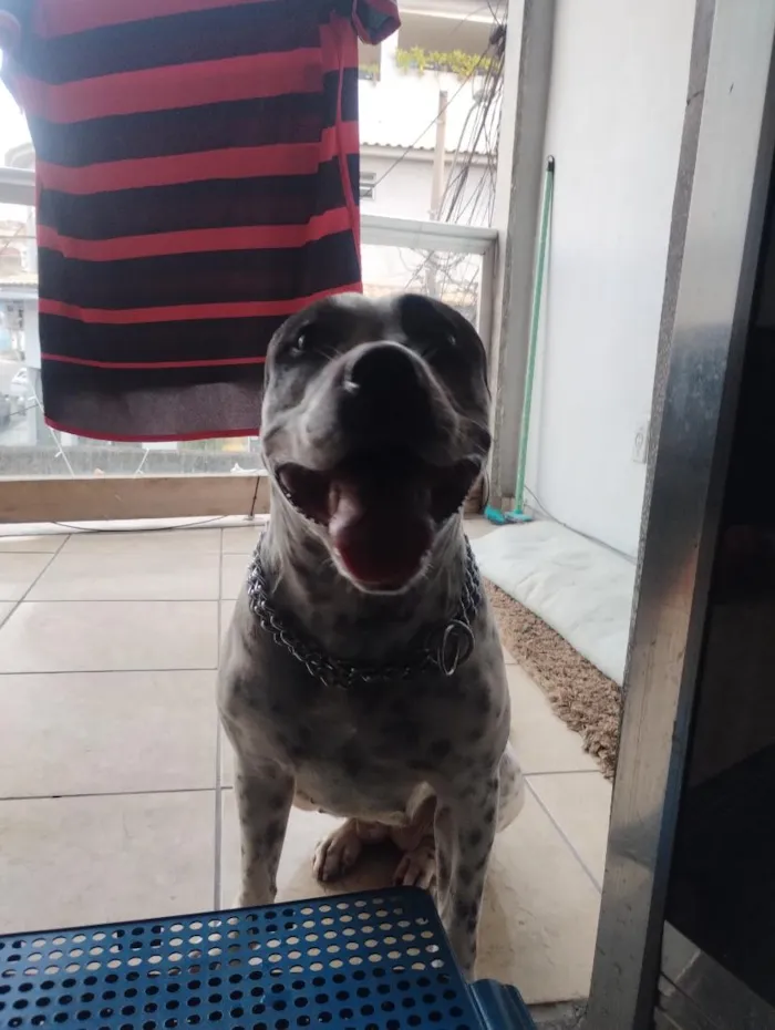 Cachorro raça SRD-ViraLata idade 1 ano nome Hanna