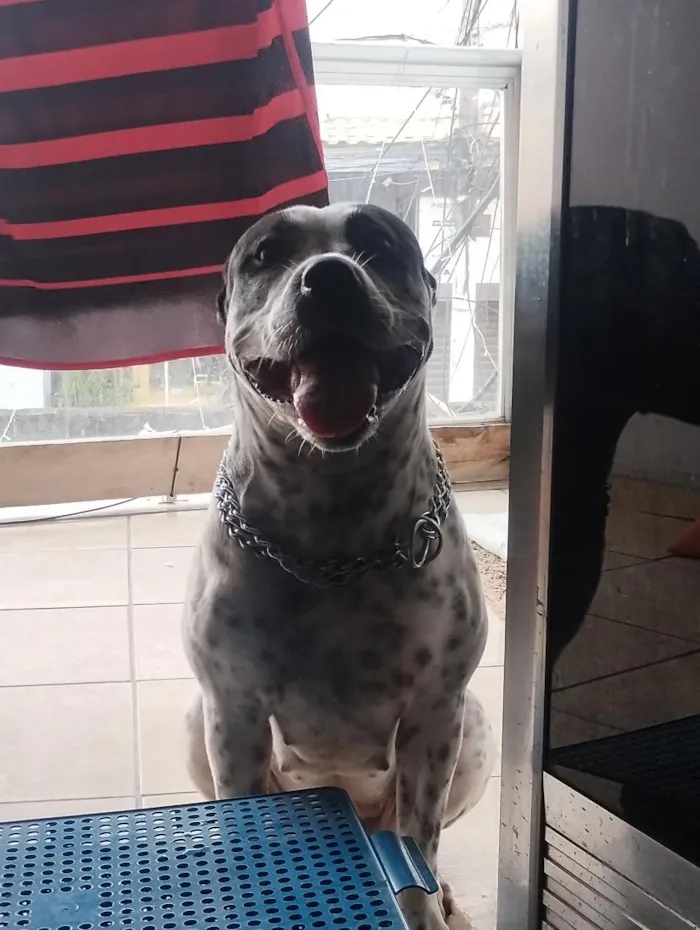 Cachorro raça SRD-ViraLata idade 1 ano nome Hanna