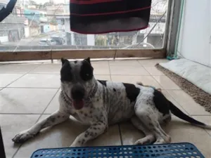 Cachorro raça SRD-ViraLata idade 1 ano nome Hanna