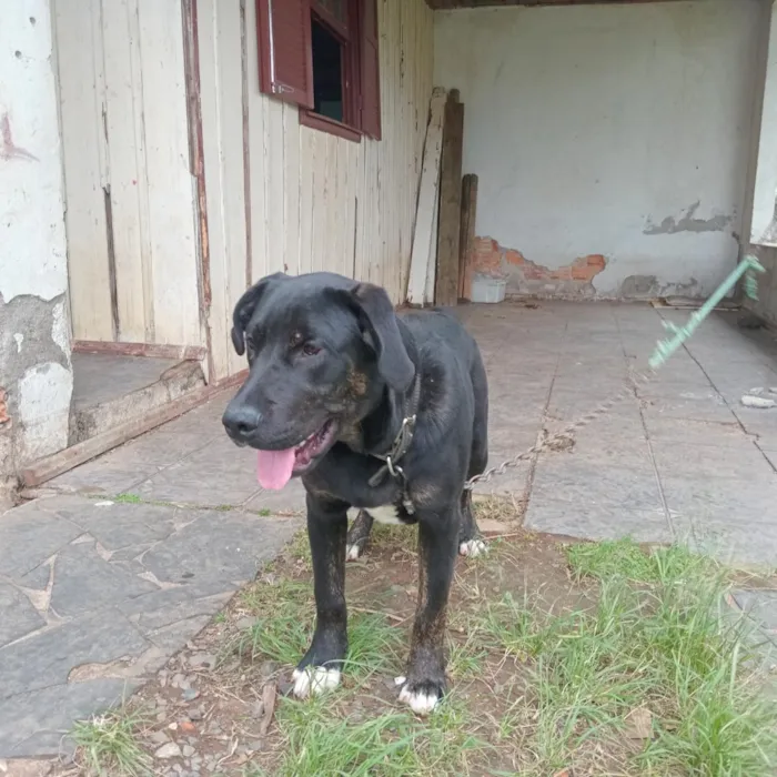 Cachorro raça Labrador idade 7 a 11 meses nome Bob